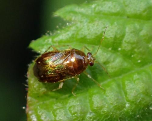 Réf. 257 762 : Deraeocoris lutescens
